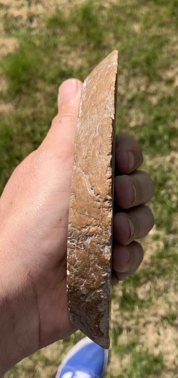 Polished Petrified Fossil Wood from Indonesia, Slab, Slice