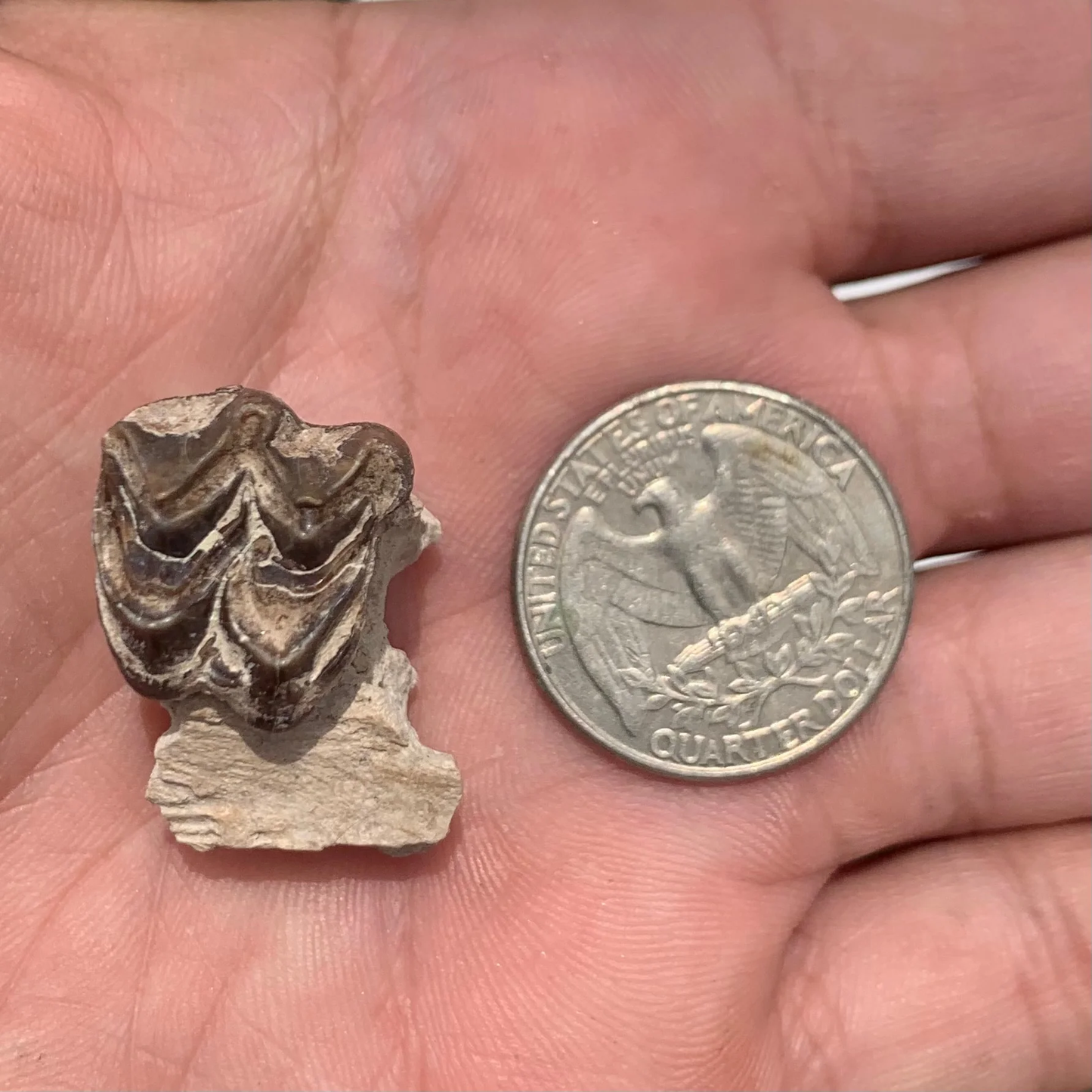 Fossil Oreodont Upper Palate Tooth