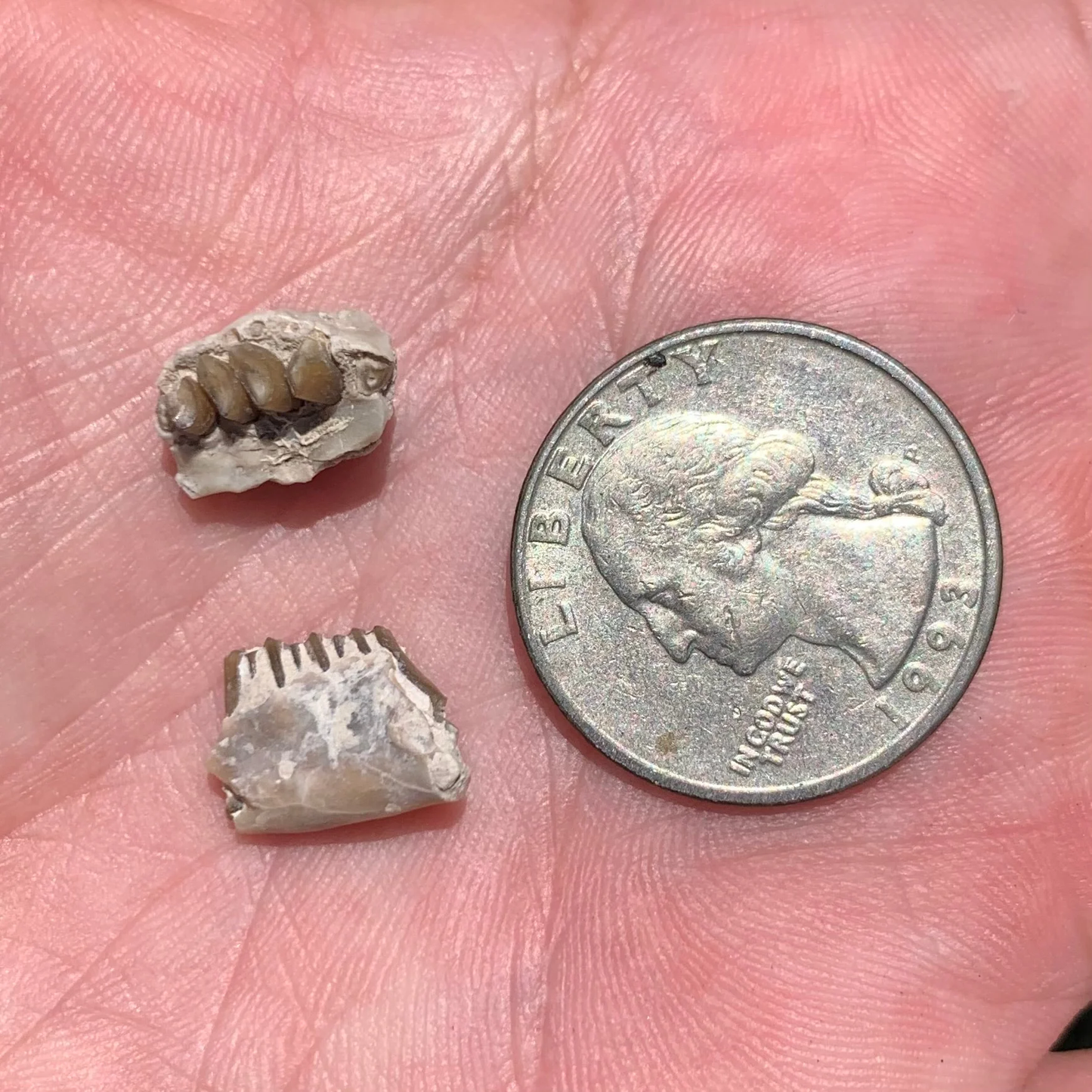 Fossil Rabbit Lower Jaw and Partial Palate, Palaeolagus