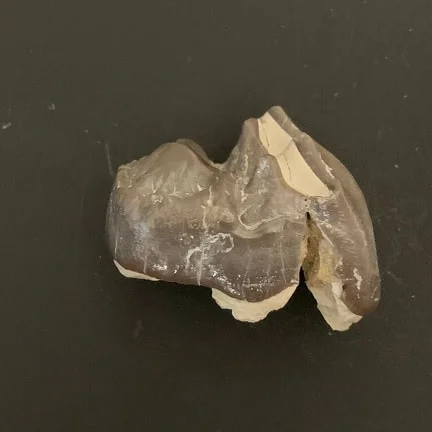 Titanothere Upper Molar Tooth