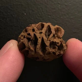 Pine Cone