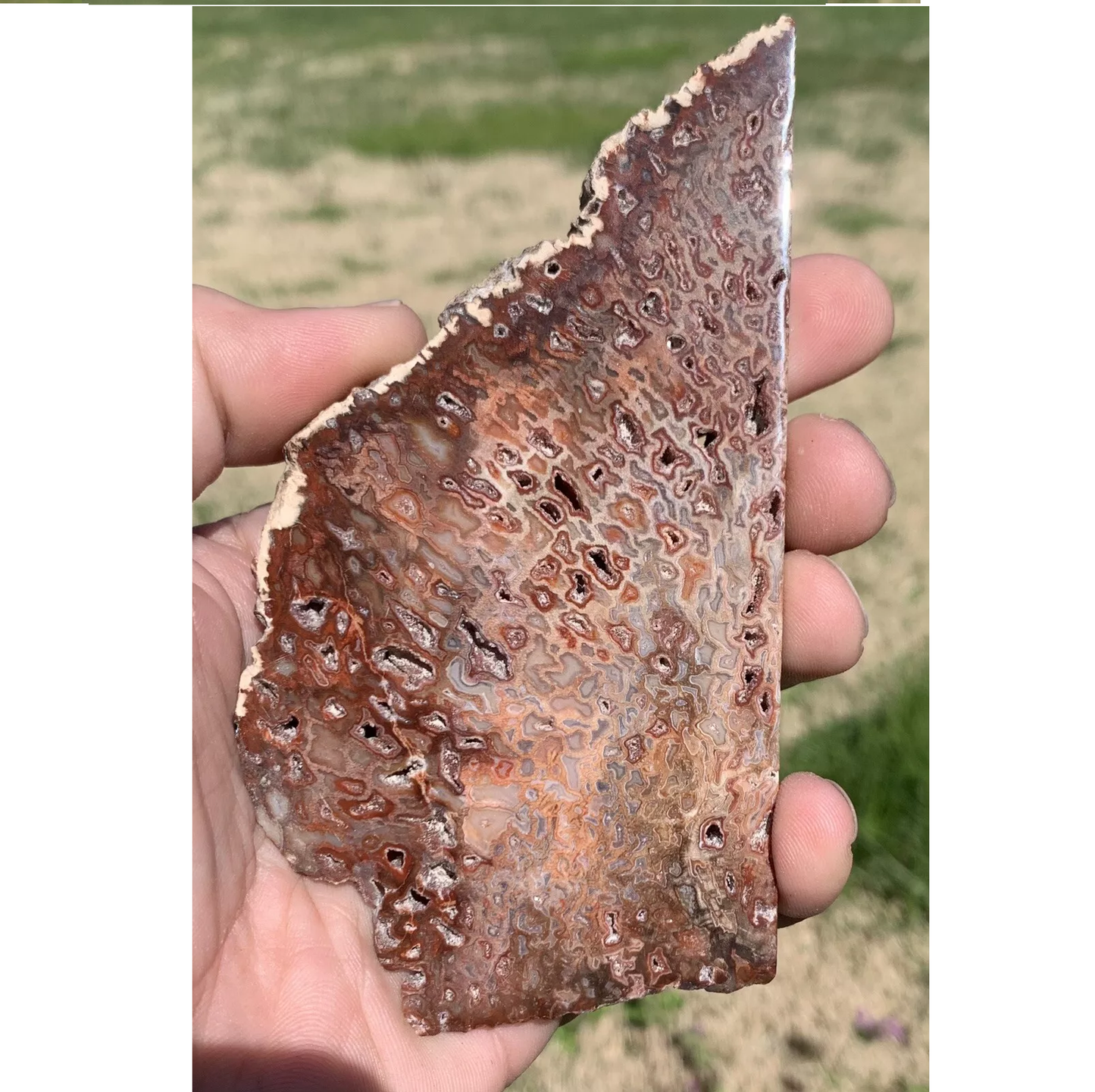 Polished Petrified Fossil Hard Wood with Druzy Pockets From Indonesia