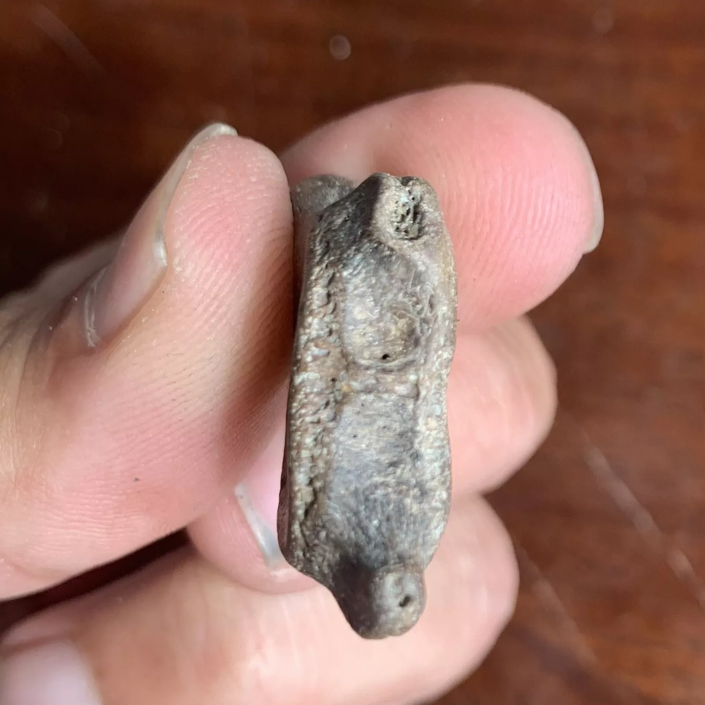 Tiny Fossil Marine Mammal Fossil Cervical Vert From Virginia