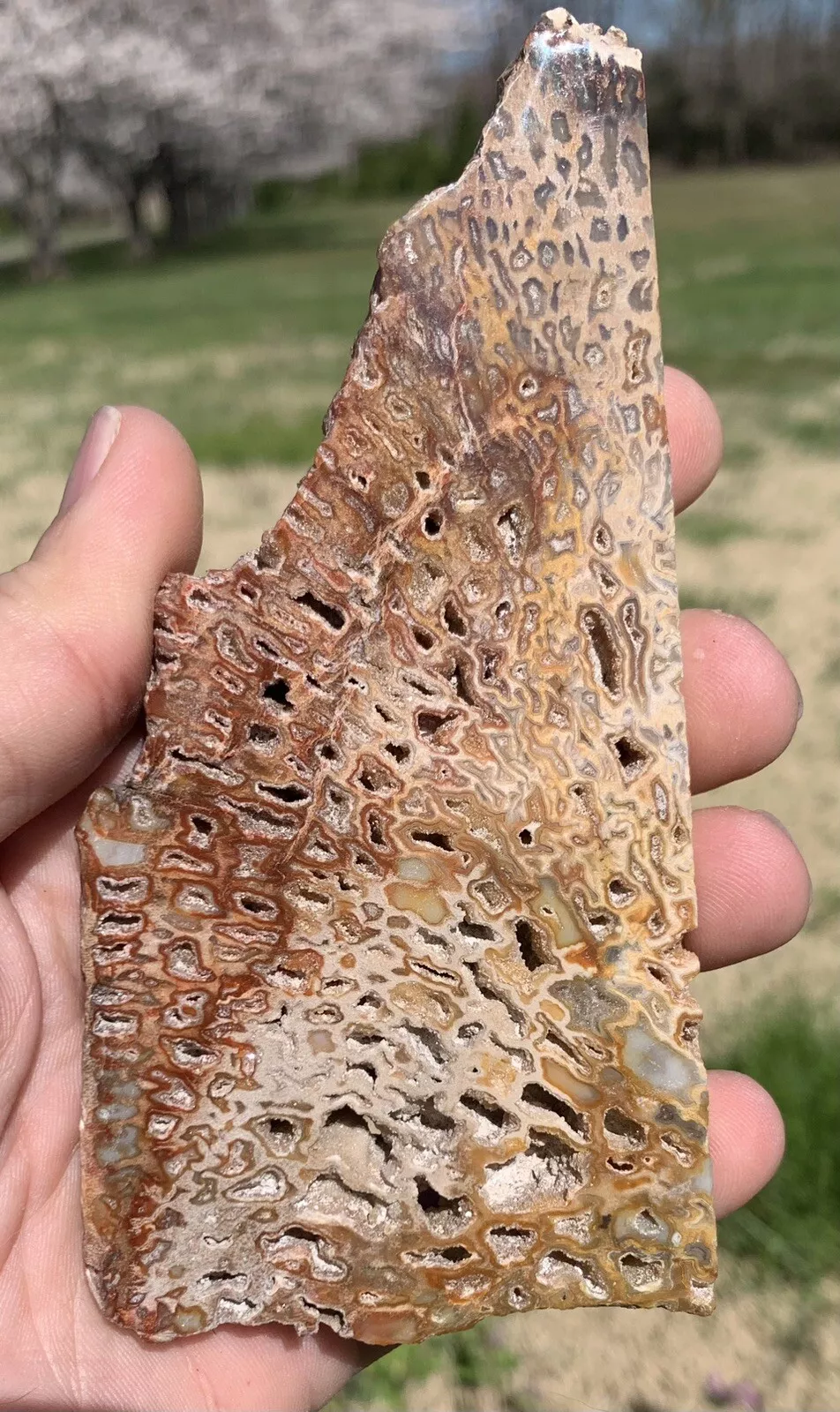 Polished Petrified Fossil Hard Wood with Druzy Pockets Indonesia, Slab, Slice