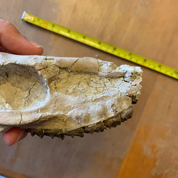 Fossil Horse skull, Mesohippus bairdi skull