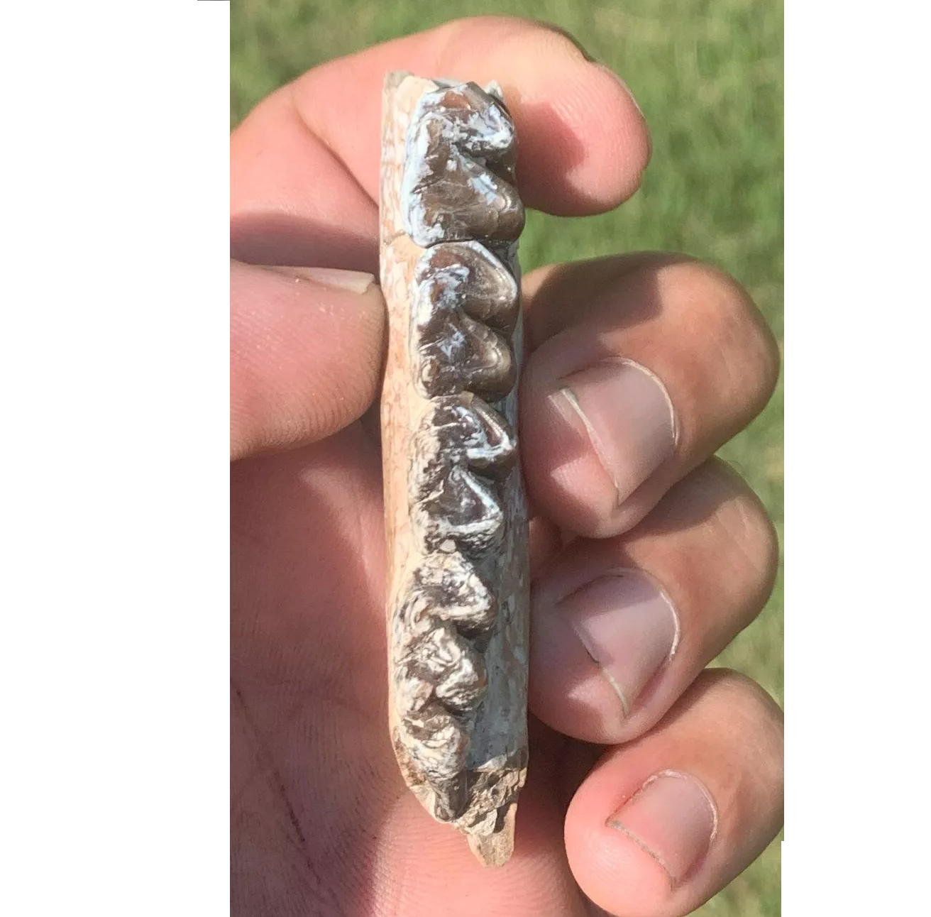 Fossil Horse jaw, Mesohippus baird, Oligocene Nebraska
