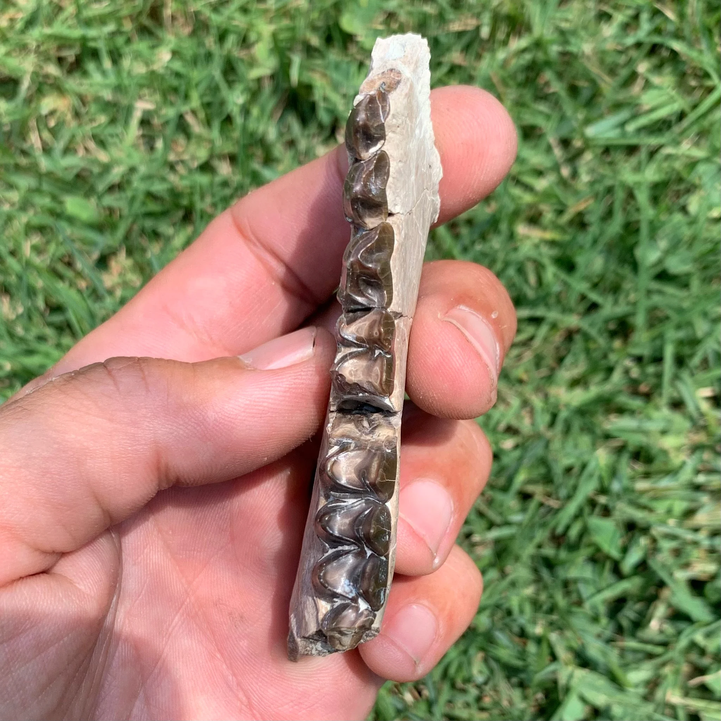 Oreodont Lower Jaw