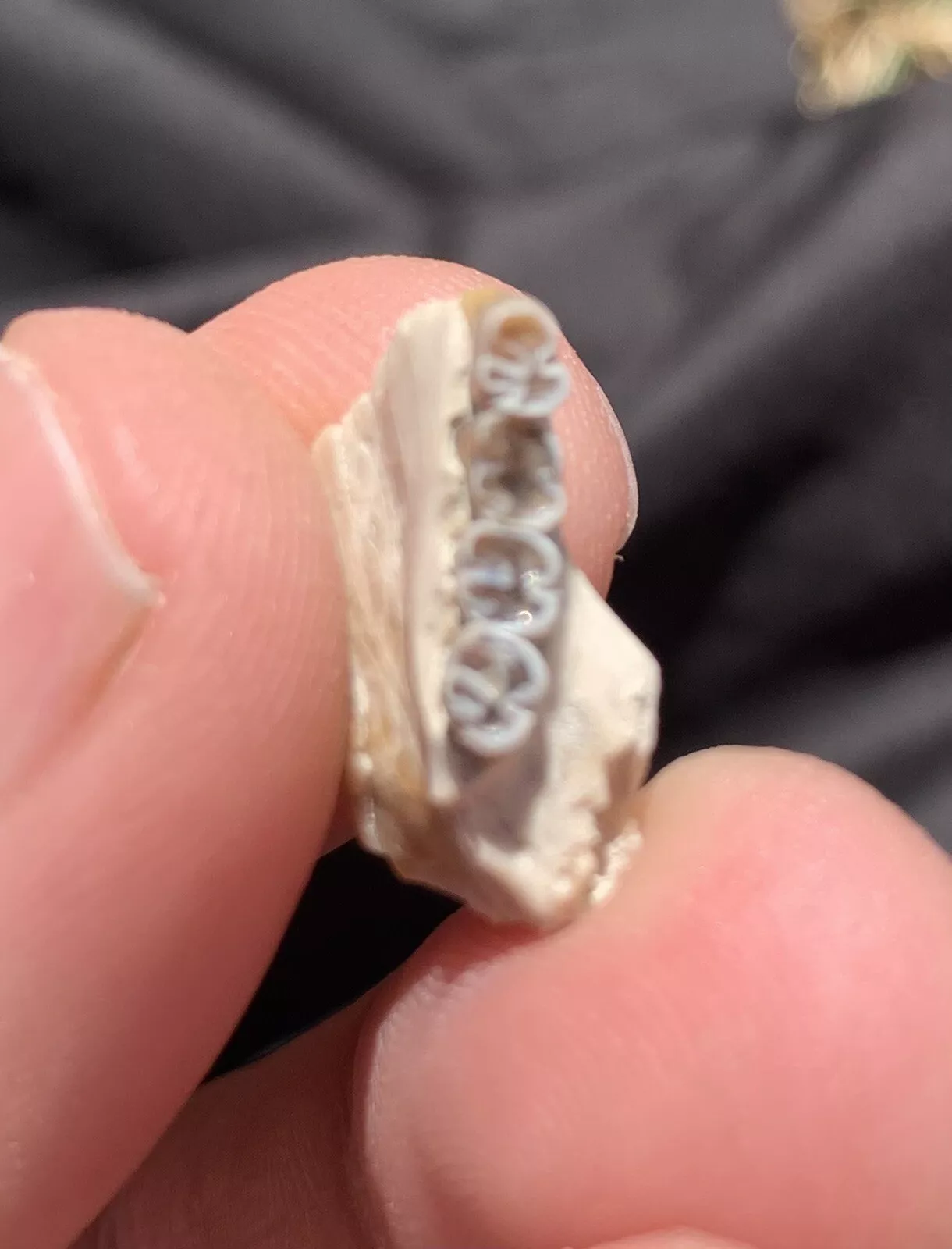 Fossil Squirrel Jaw, Ischyromys