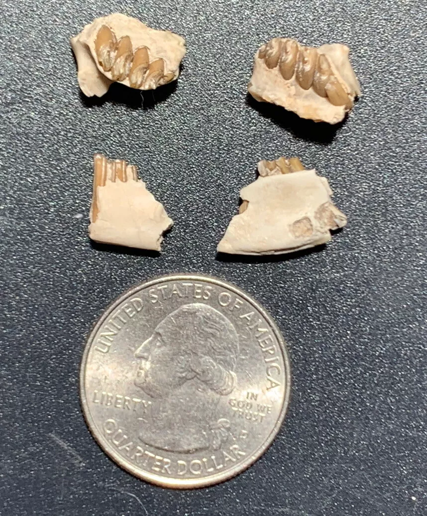 Fossil Rabbit Lower Jaw and Partial Palate, Palaeolagus