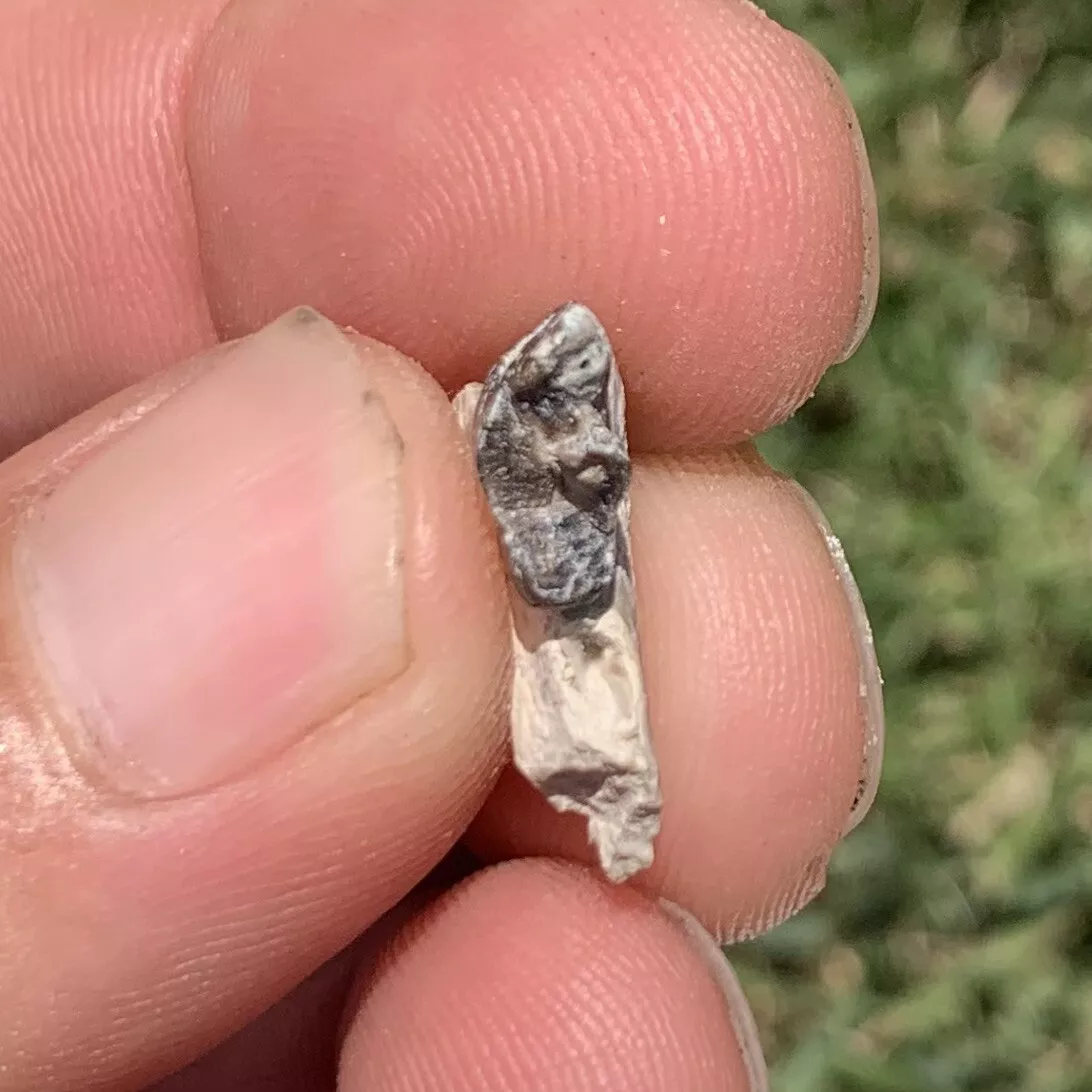 Fossil Dog Jaw With Tooth, Hesperocyon, Nebraska