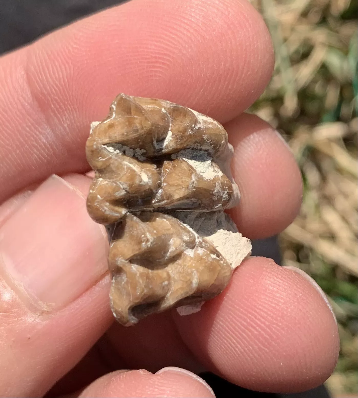 Fossil Horse Palate With Teeth, Mesohippus