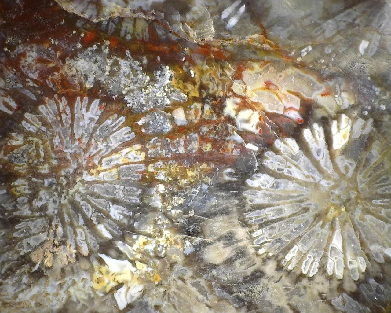 Polished Black Fossil Coral from Indonesia, Slab, Slice