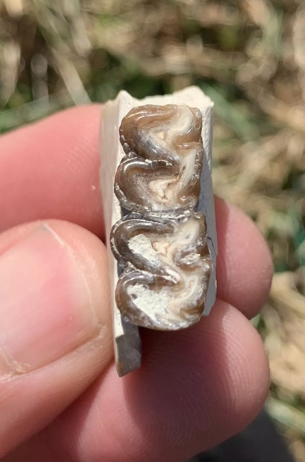 Fossil Horse Jaw With Teeth, Mesohippus