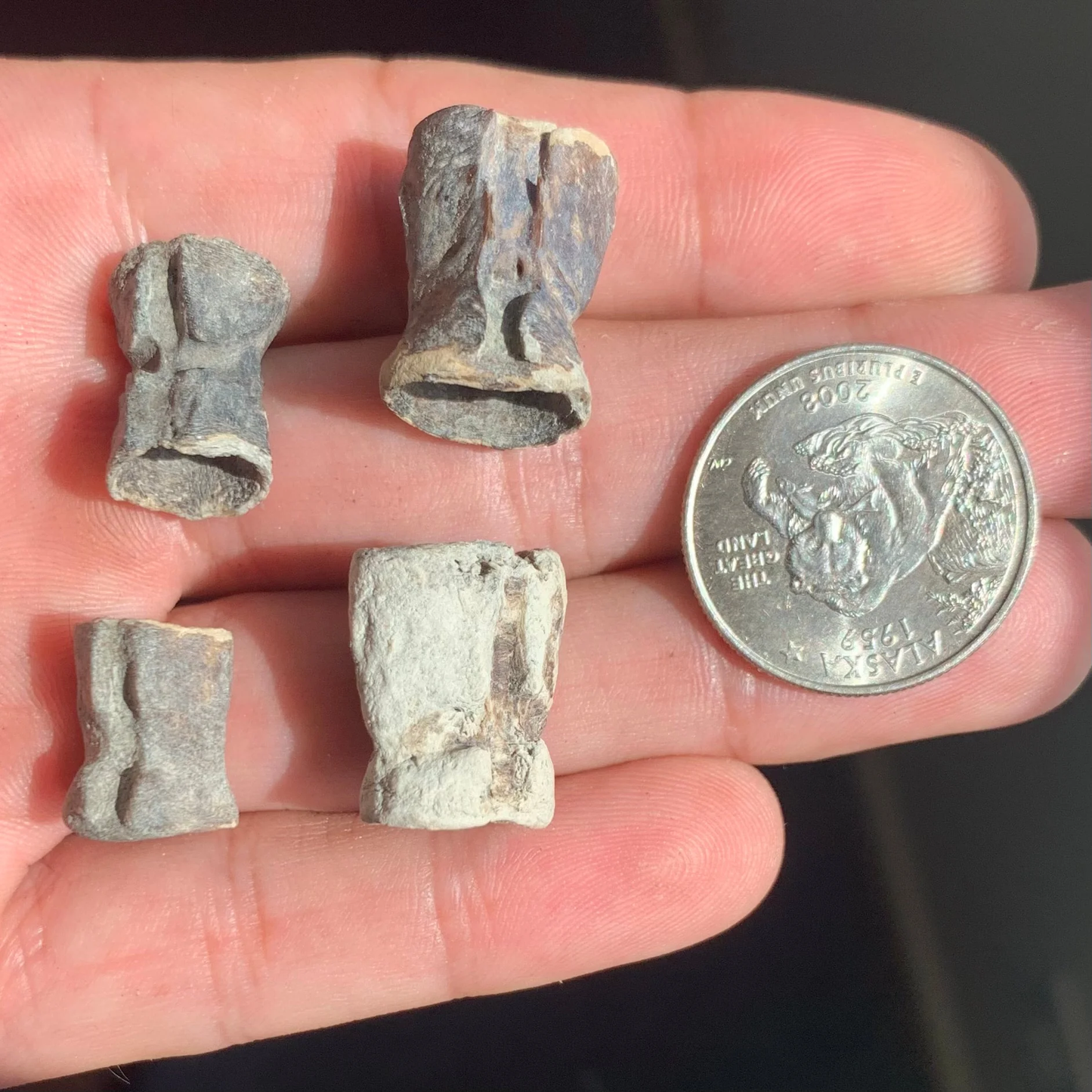 Filefish Vertebrae, Aluterus Sp. - Lee Creek