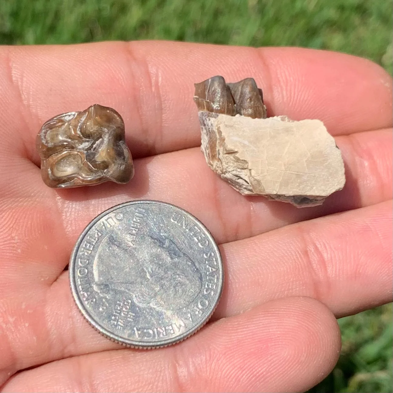 Fossil Horse Upper and Lower teeth, Mesohippus