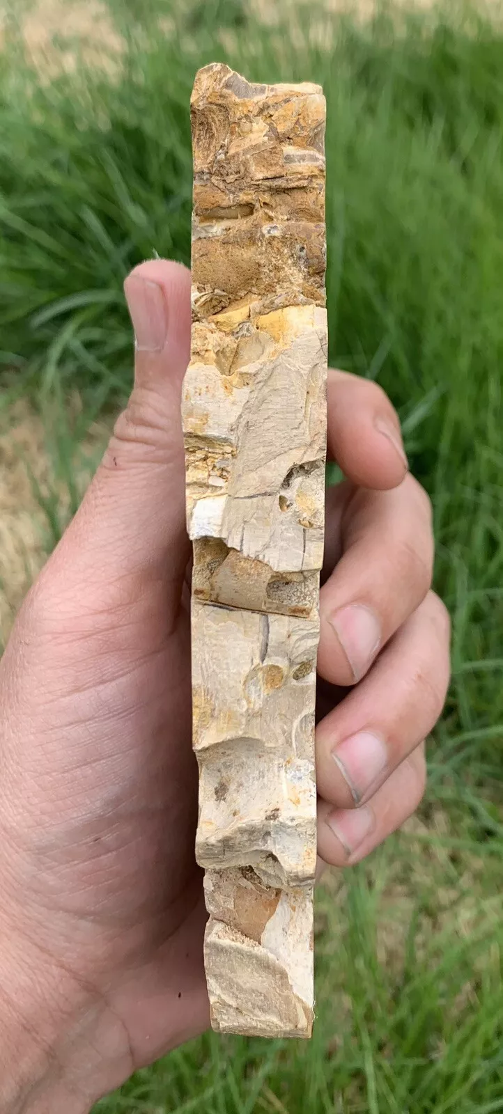 Polished Petrified Fossil Teredo Wood from Indonesia, Slab, Slice