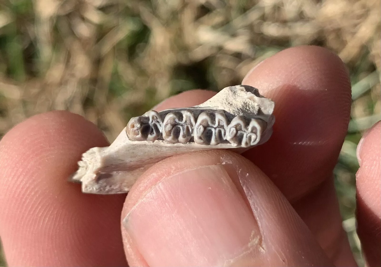 Fossil Squirrel Jaw, Ischyromys