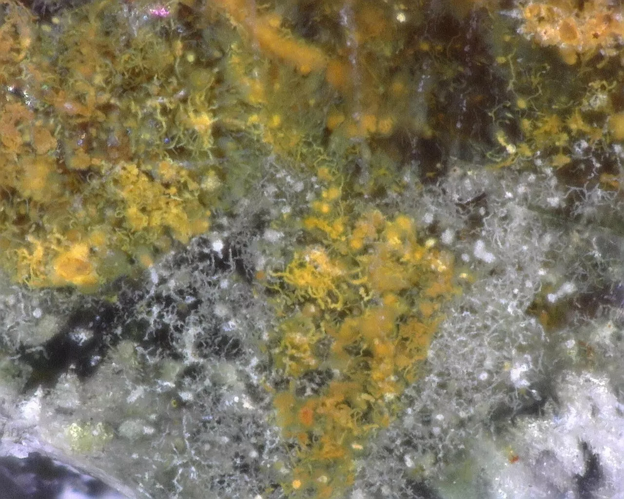 Polished Timor Agate from Indonesia, Slab, Slice