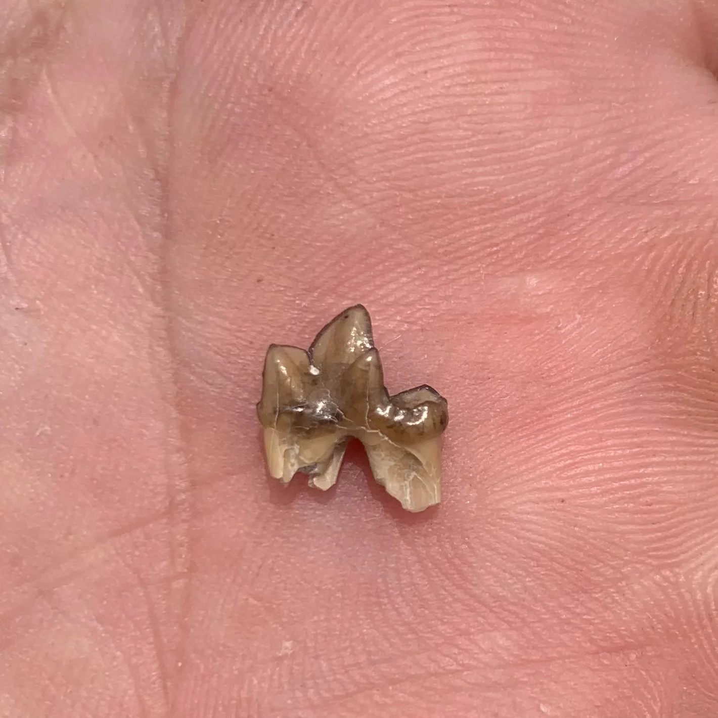 Fossil Dog Tooth, Hesperocyon Carnassial, Nebraska -