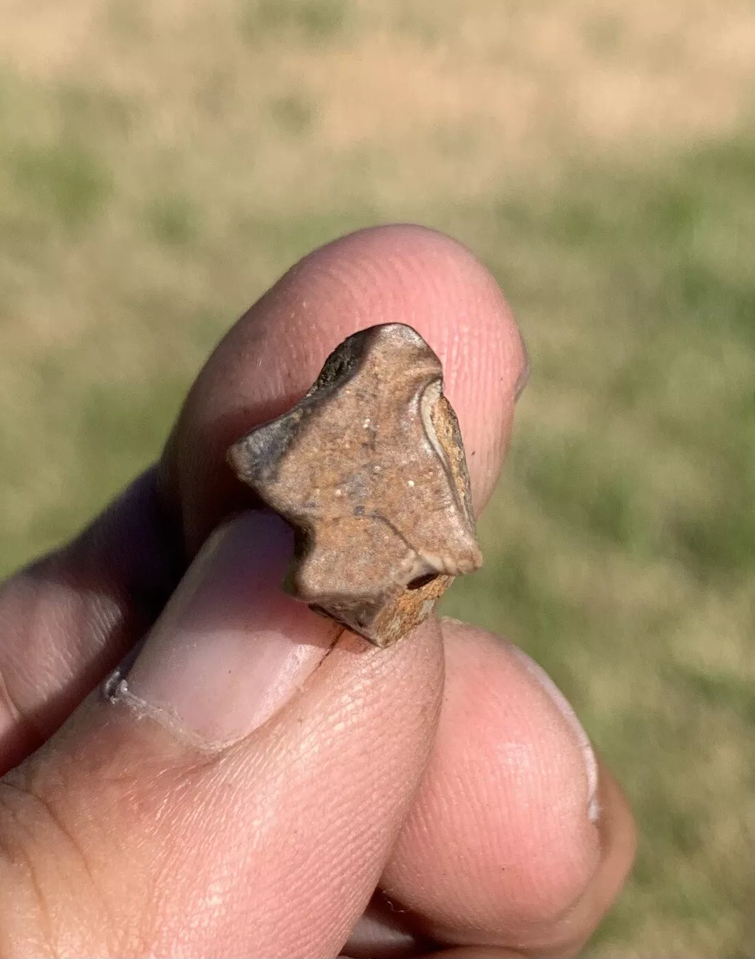 Triceratops Tooth From The Hell Creek Formation Of South Dakota