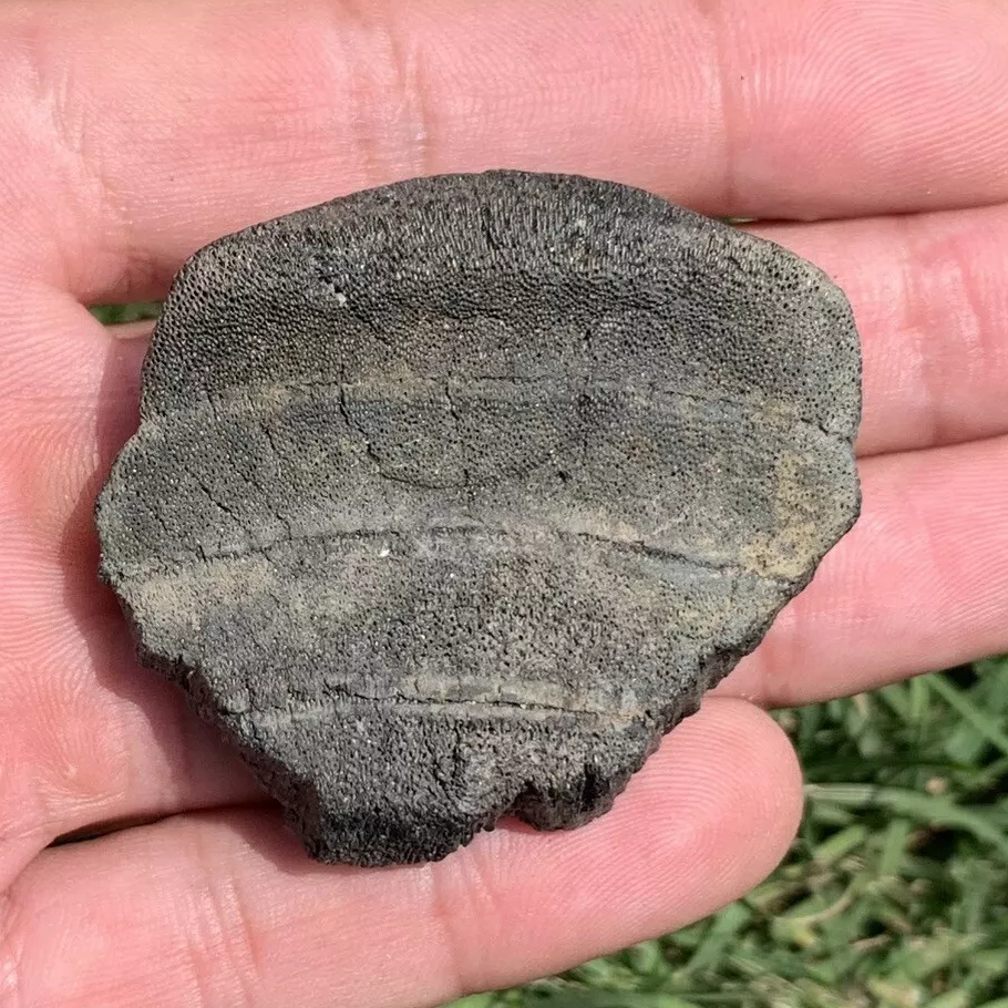 Ray Mouth Plate - Maryland