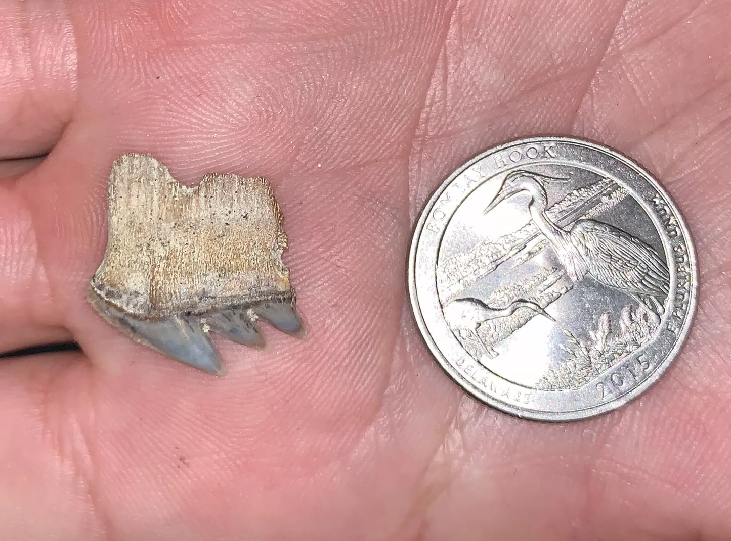 Hexanchus andersoni - Bakersfield