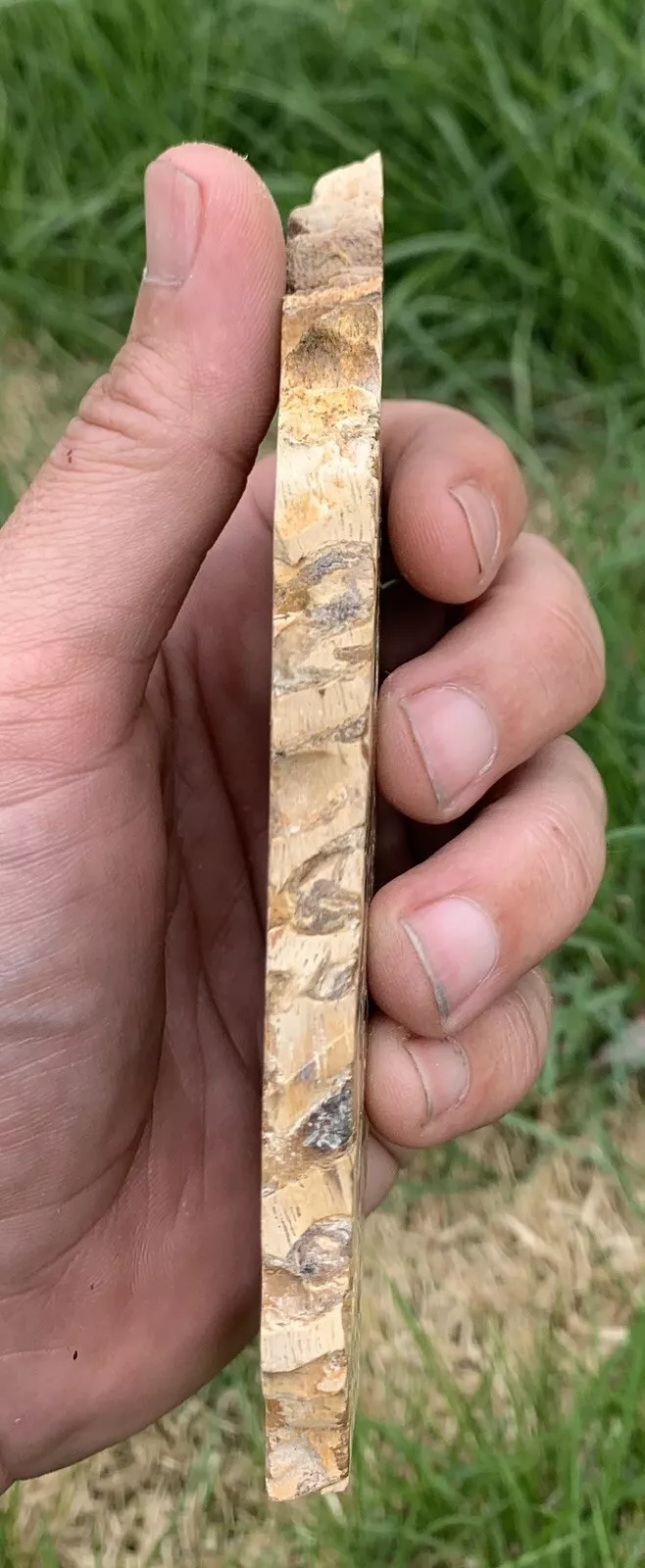 Polished Petrified Fossil Teredo Wood from Indonesia, Slab, Slice