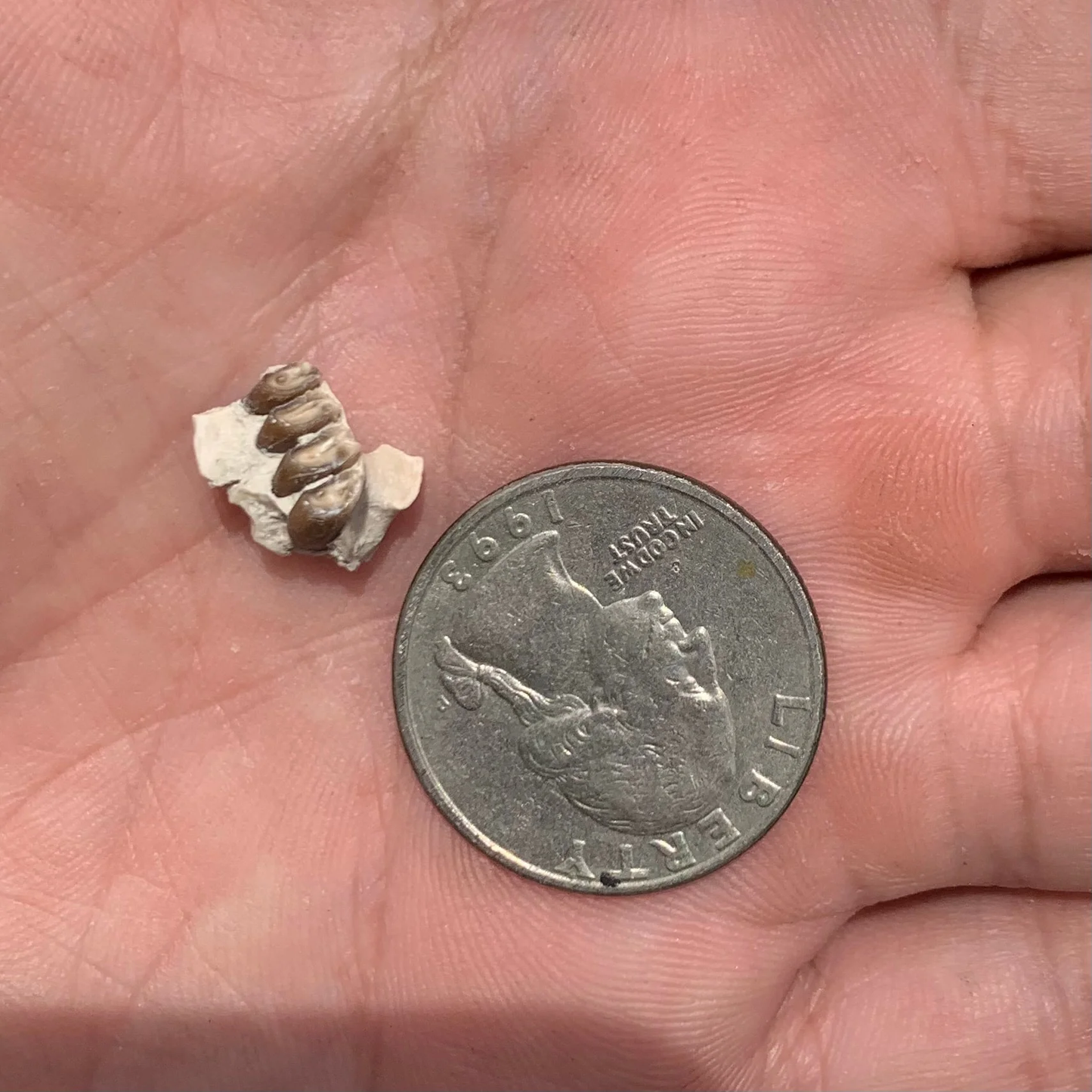 Fossil Rabbit upper Palate, Palaeolagus