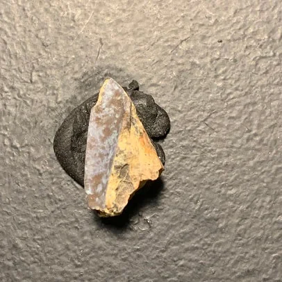 Edmontosaurus Dinosaur Tooth, Hell Creek Formation SD, Hadrosaur, Duck-billed