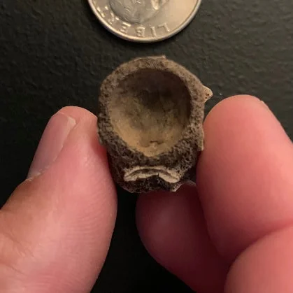 Crocodile Vertebrae