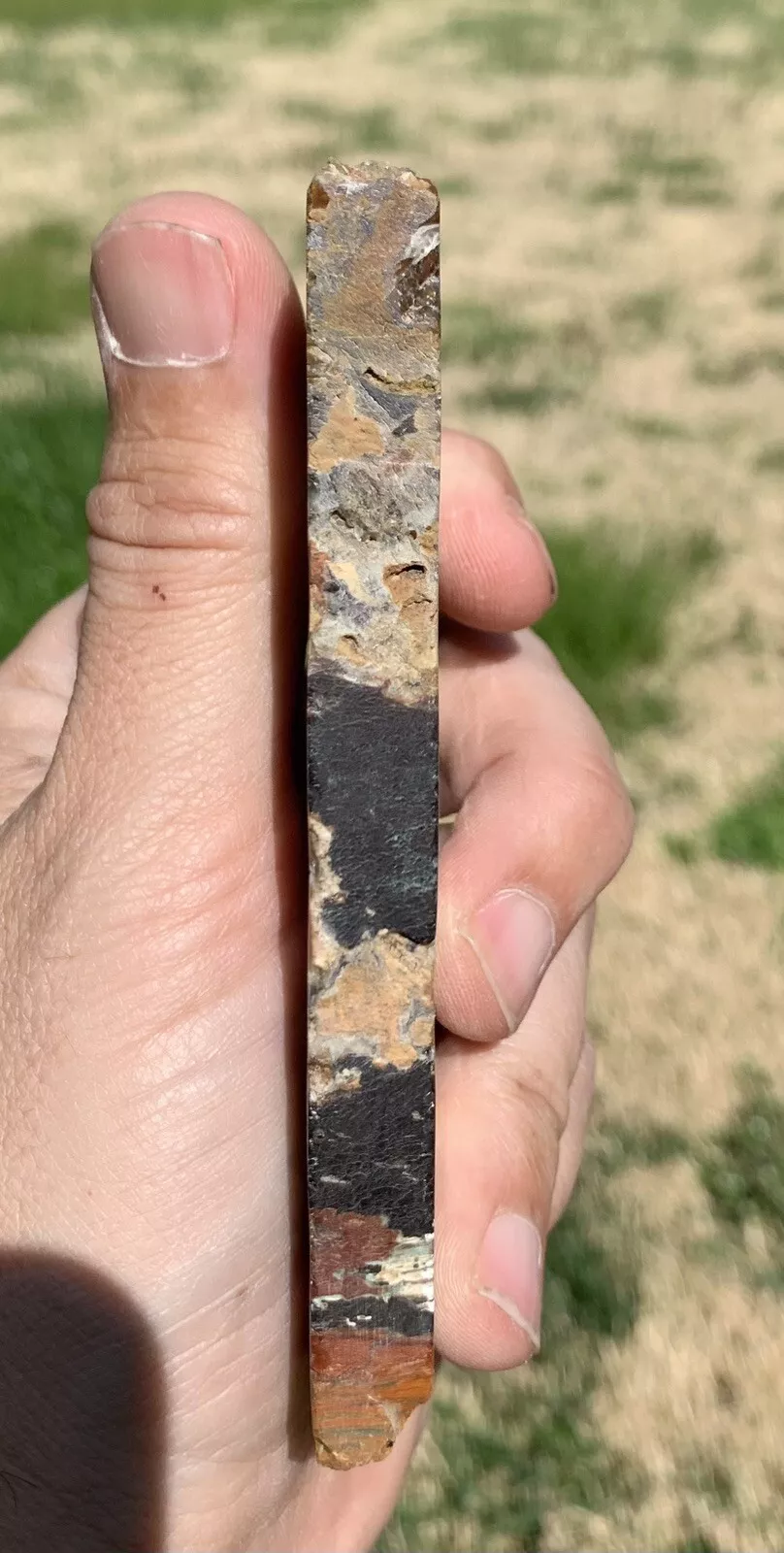 Polished Opalized Petrified Fossil Wood from Indonesia, Slab, Slice