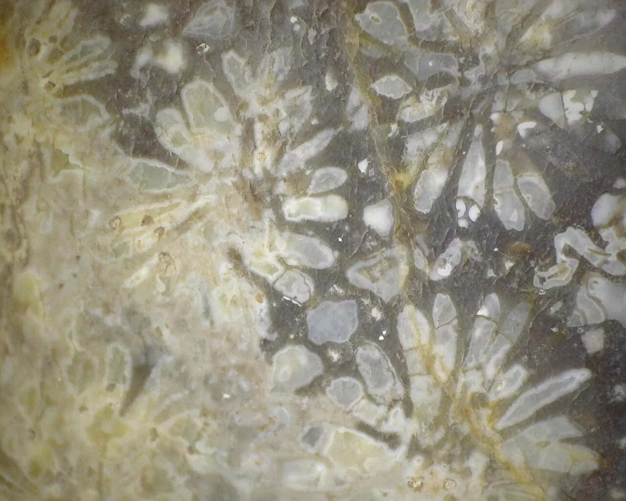 Polished Black Fossil Coral from Indonesia, Slab, Slice