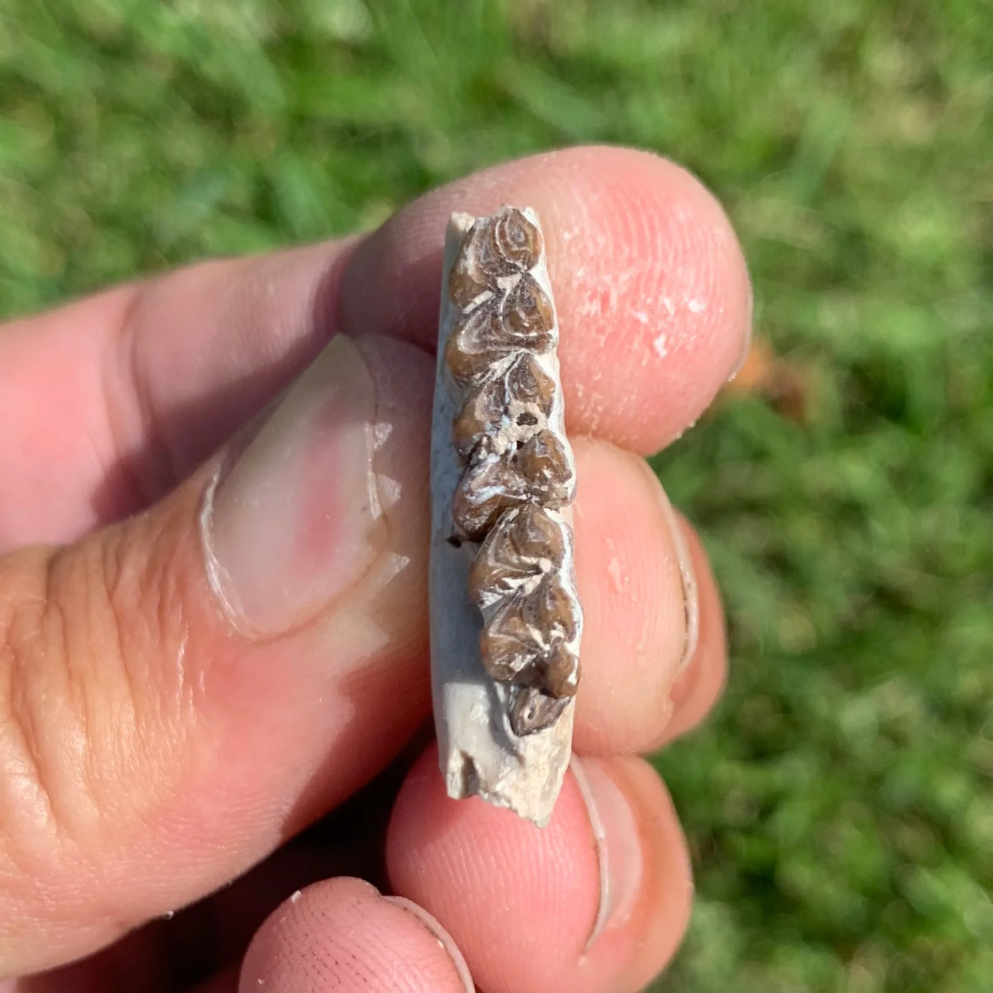 Fossil deer, leptomeryx, Jaw, Chadron Formation