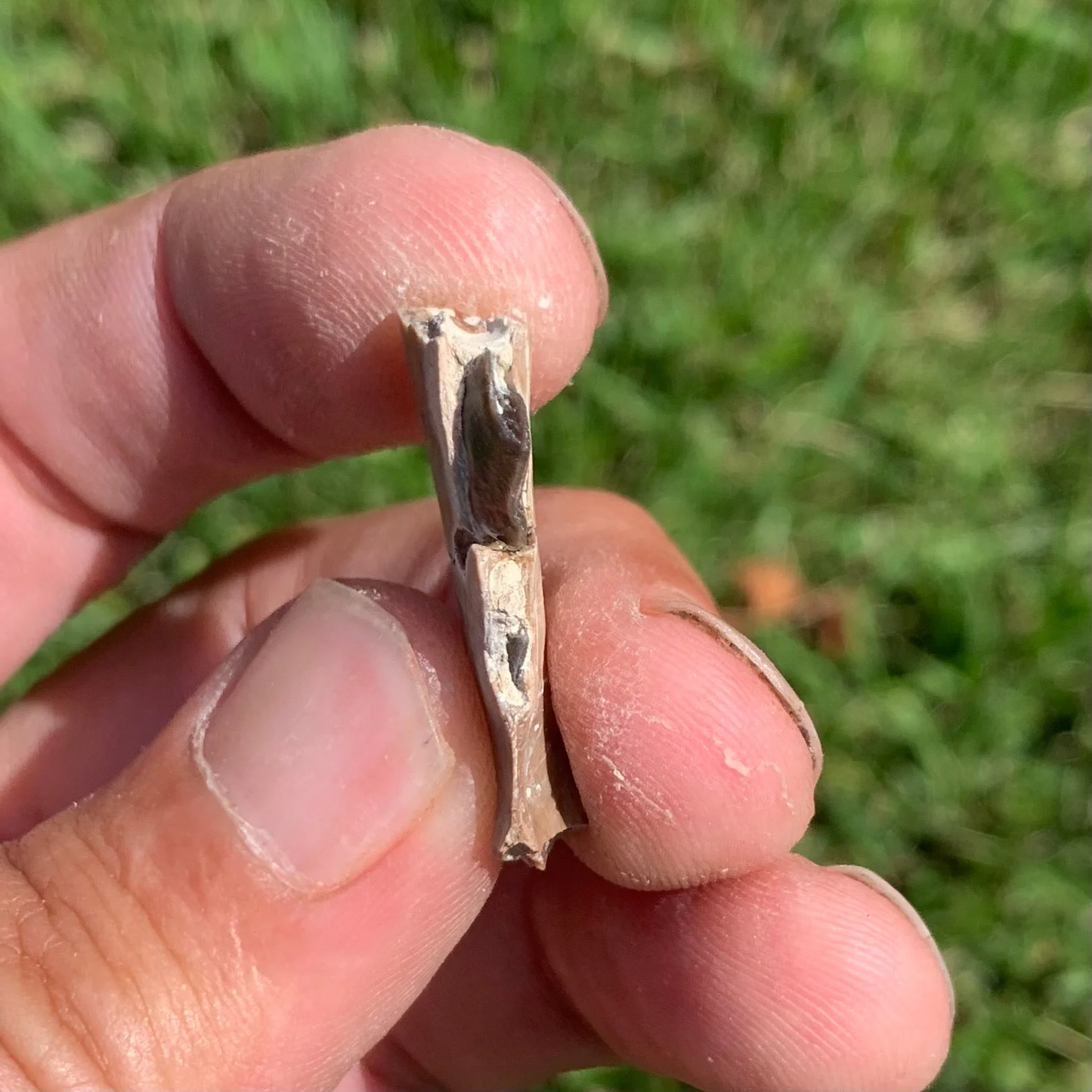 Nice camel jaw section, Poebrotherium