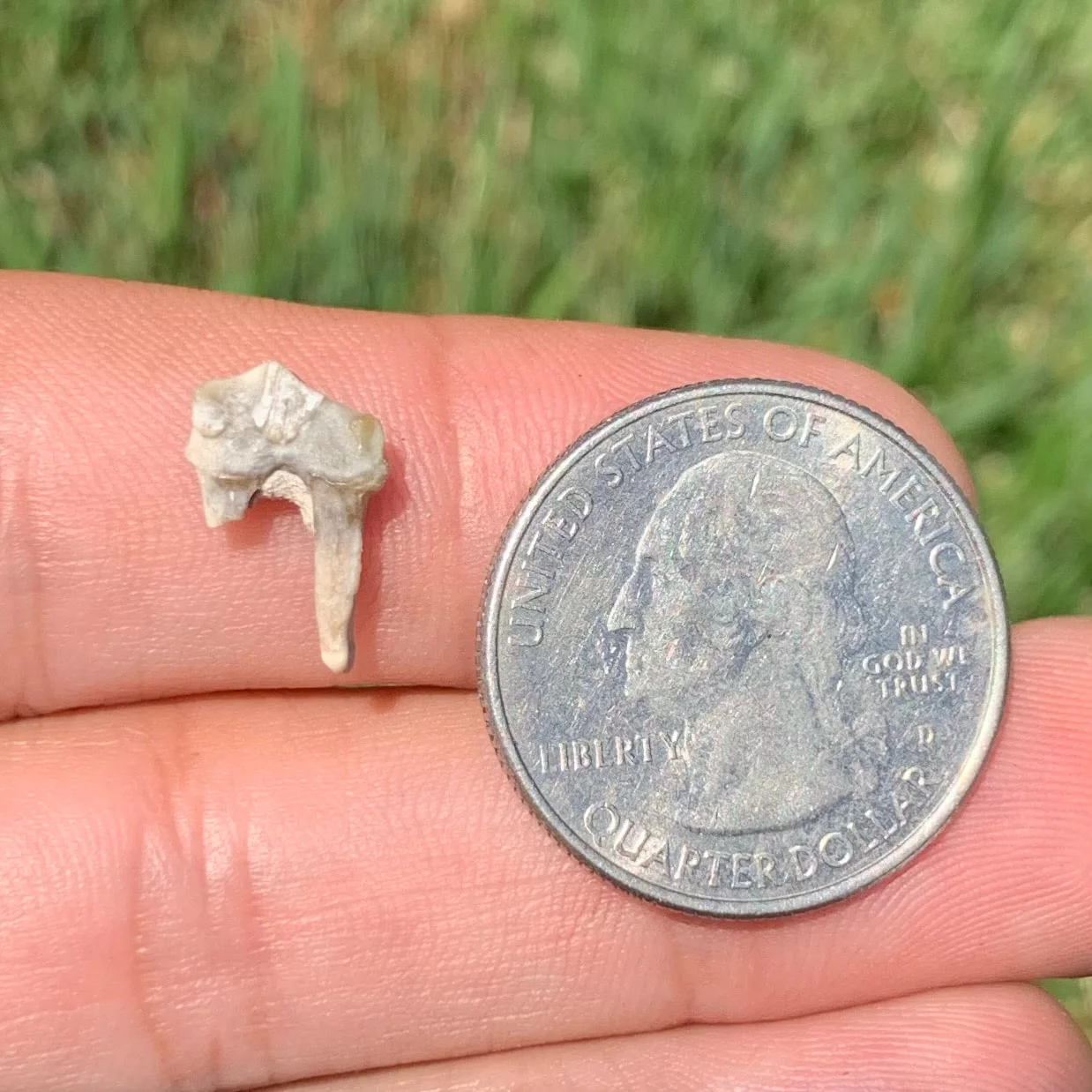 Fossils Camel Lower Jaw Premolar Tooth, Poebrotherium