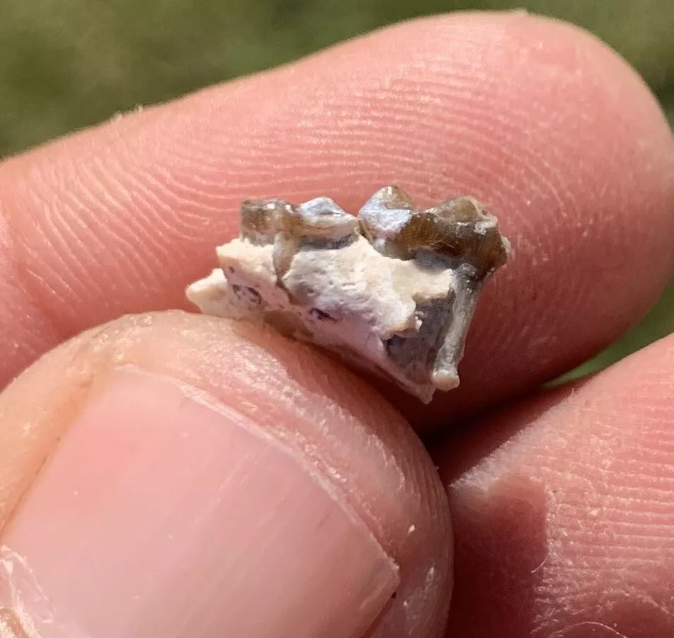 Fossil Dog Palate With Teeth, Hesperocyon, Nebraska