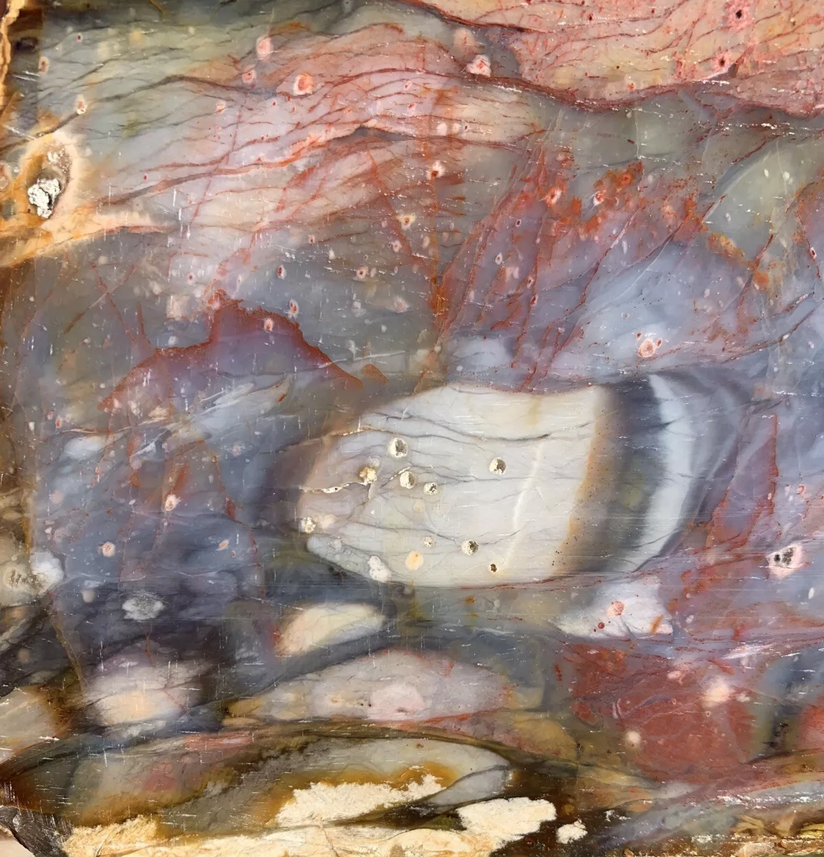 Extremely Colorful Polished Petrified Wood with a large Druzy Pocket From Indonesia