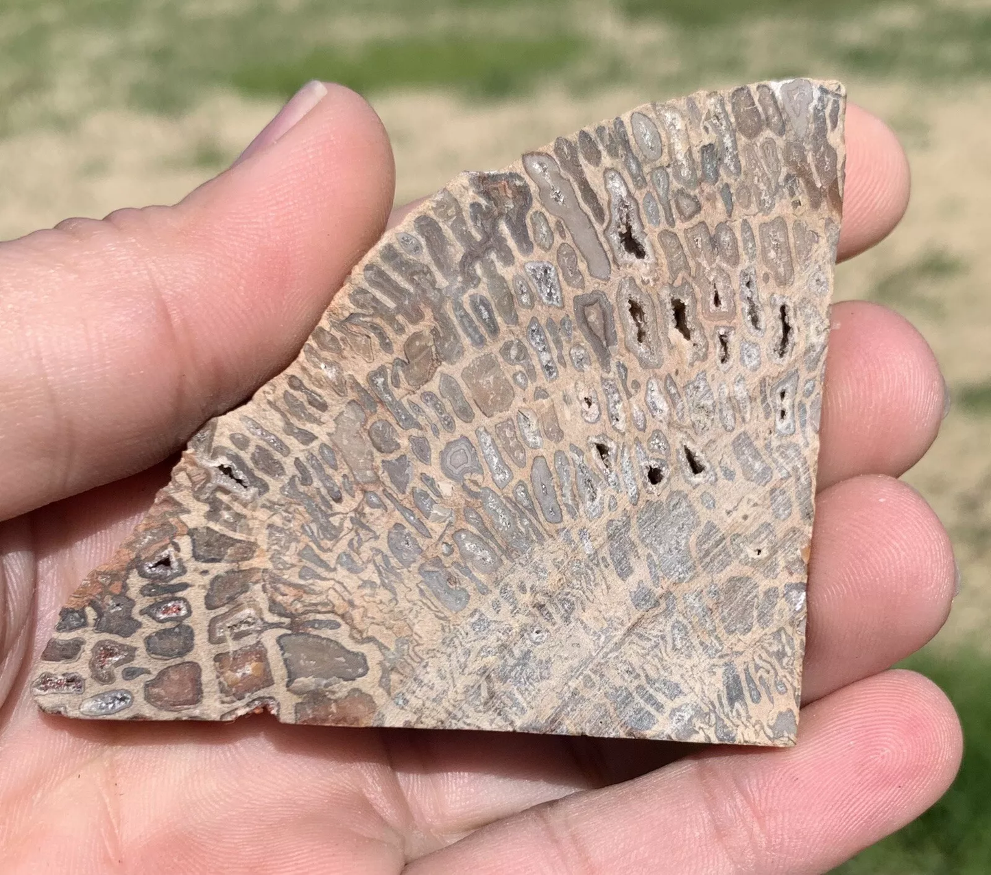 Polished Petrified Fossil Hard Wood with Druzy Pockets Indonesia, Slab, Slice
