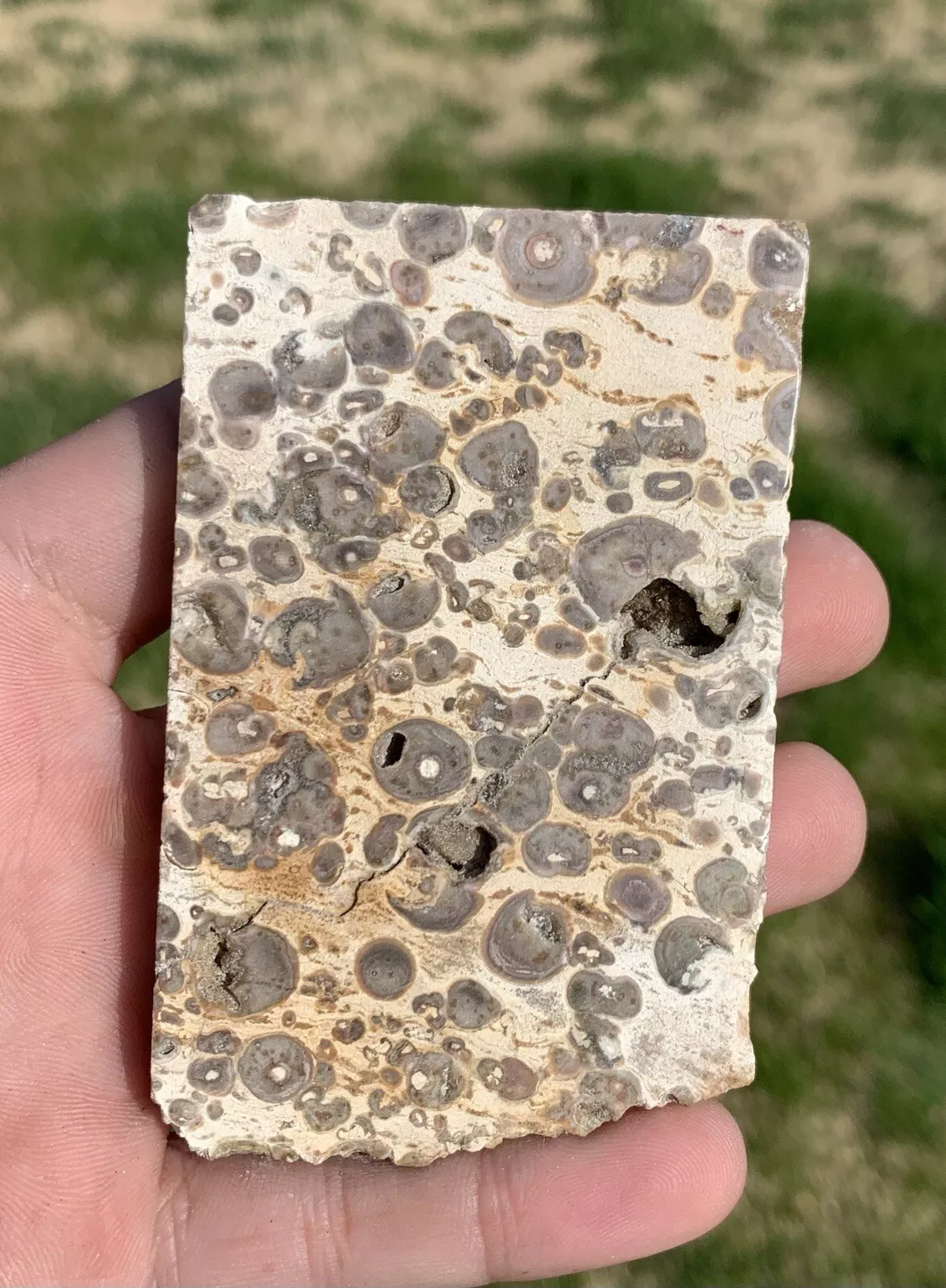 Polished Orbicular jasper Indonesia, Slab, Slice