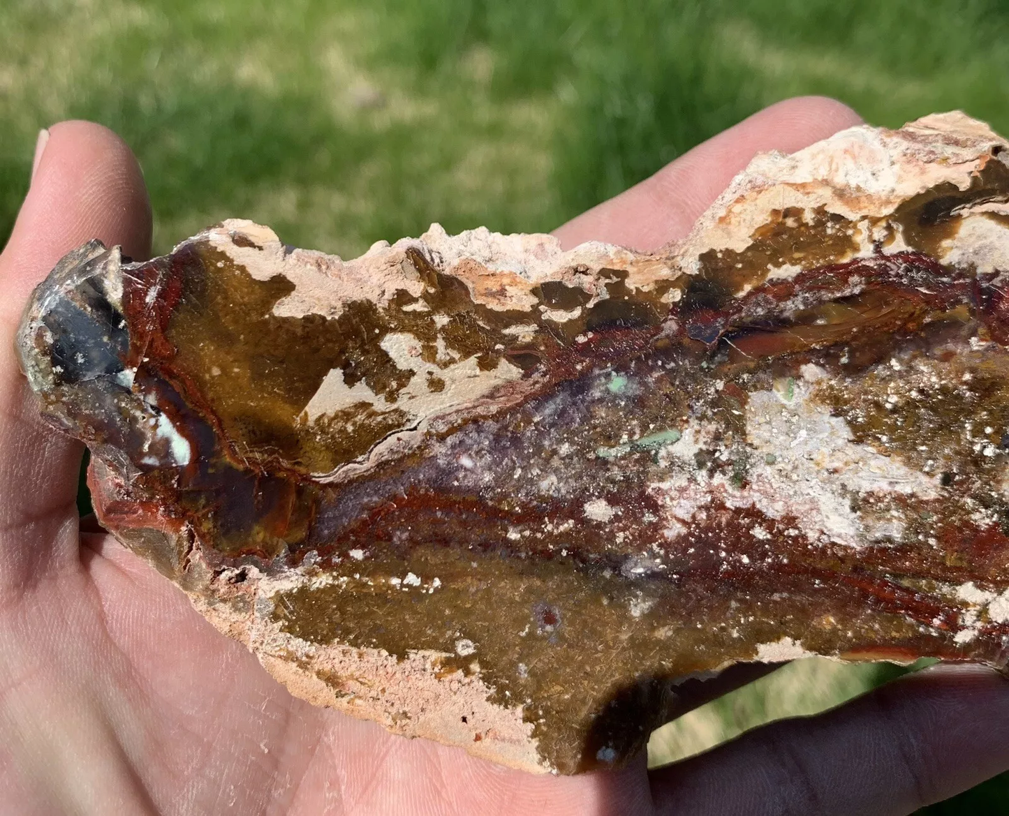 Polished Opalized Petrified Fossil Wood from Indonesia, Slab, Slice