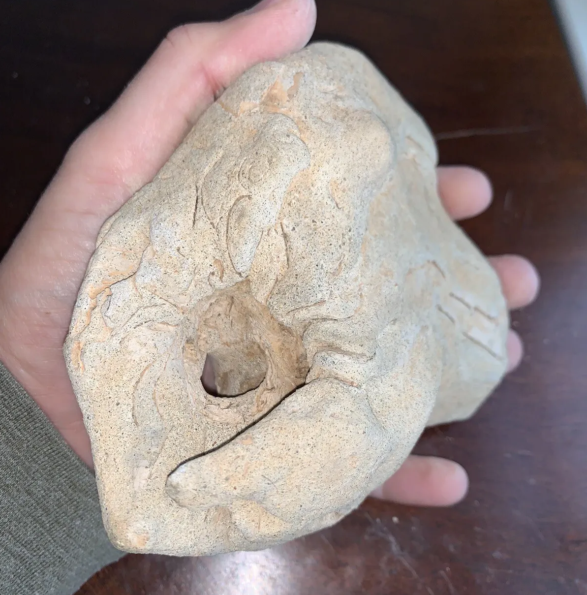 Hercoglossa Tuomeyi Nautiloid From Maryland see