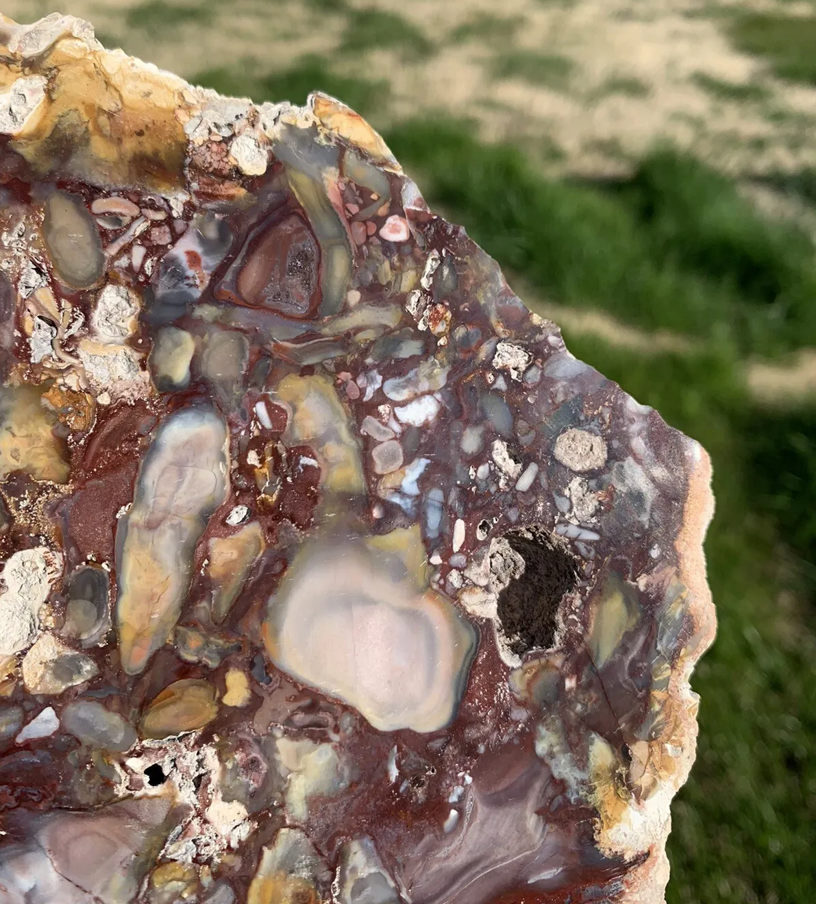 Extremely Colorful Polished Petrified Wood From Indonesia