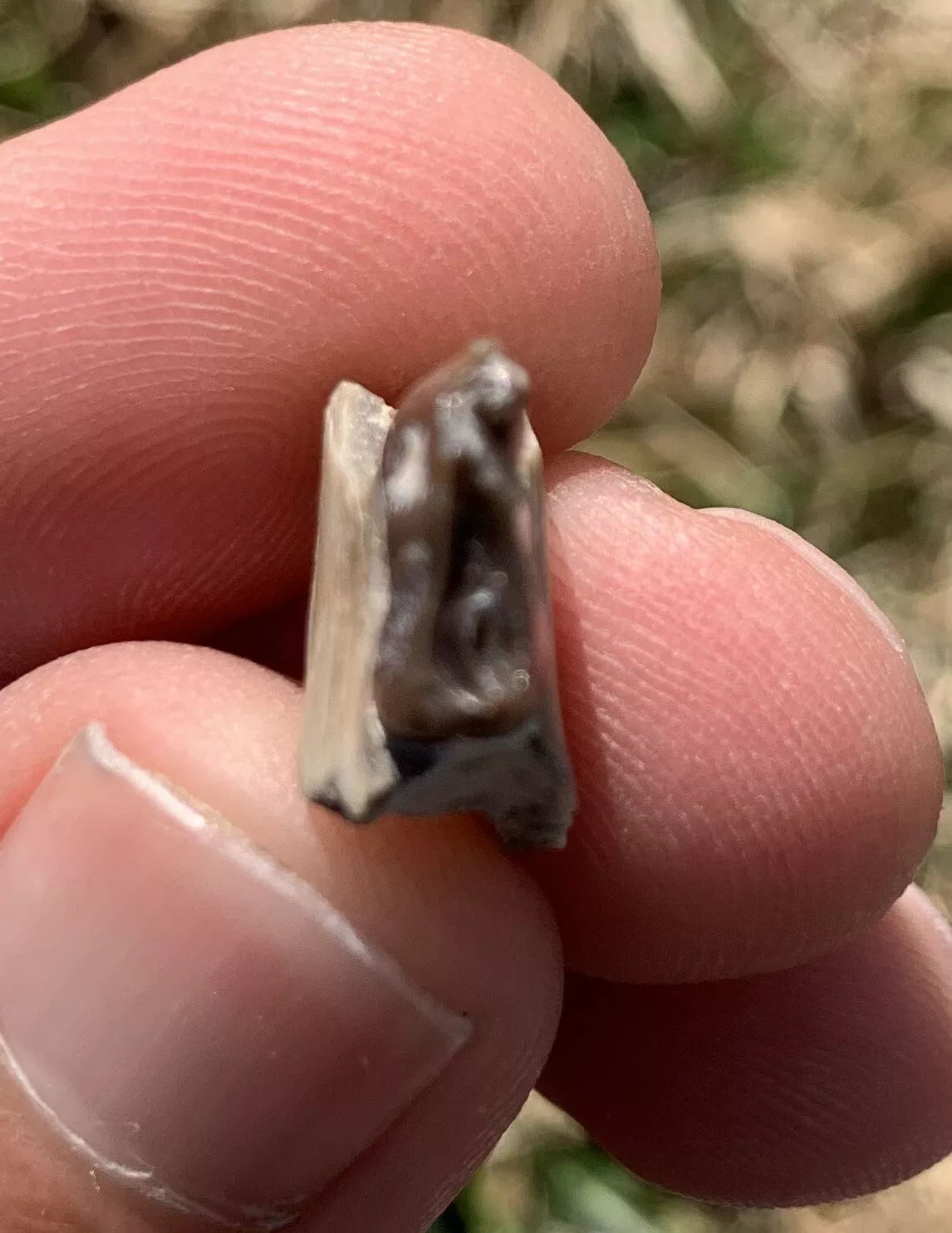 Camel Jaw Section With Tooth, Poebrotherium