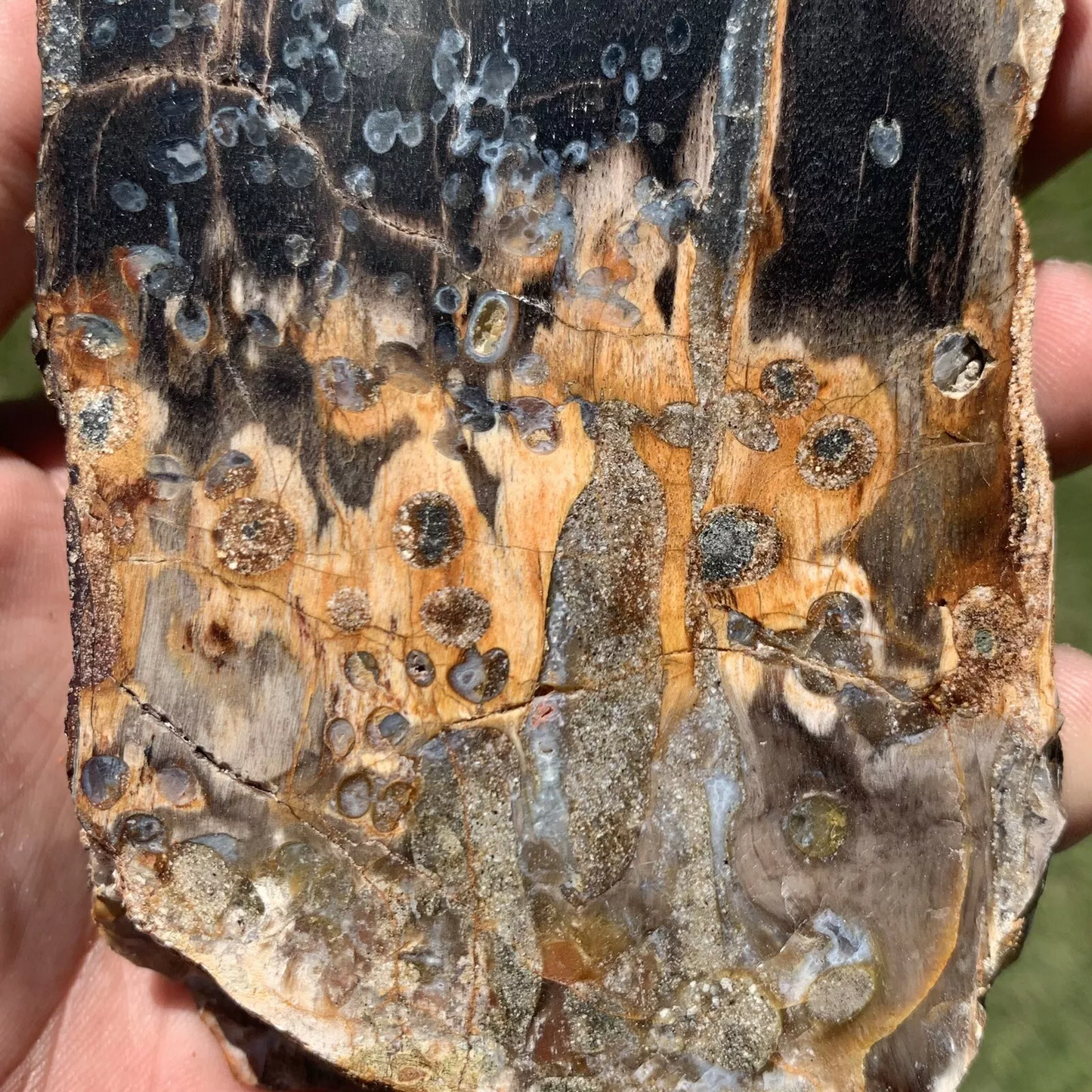 Polished Petrified Fossil Worm Wood from Indonesia, Slab, Slice