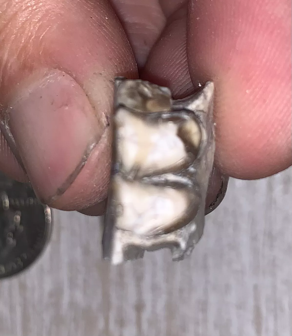 Fossil Oreodont Lower Jaw Section With Tooth