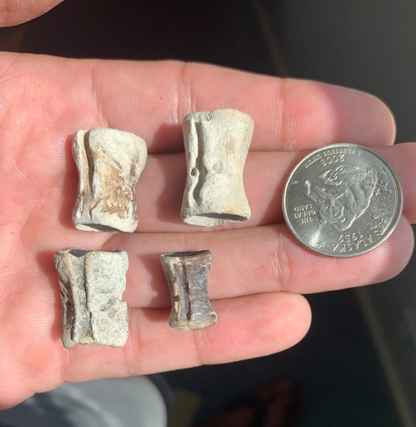 Filefish Vertebrae, Aluterus Sp. - Lee Creek