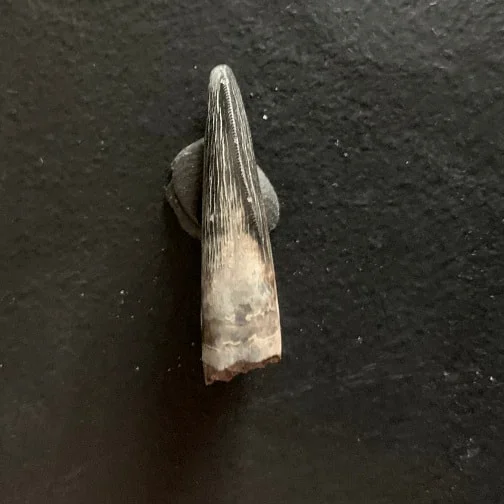 Sharp Serrated Nanotyrannus lancensis Tooth