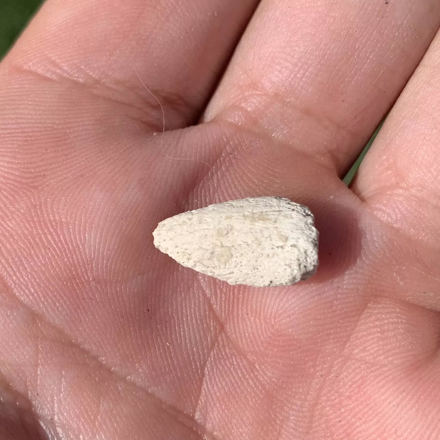 Tortoise Claw - White River Badlands
