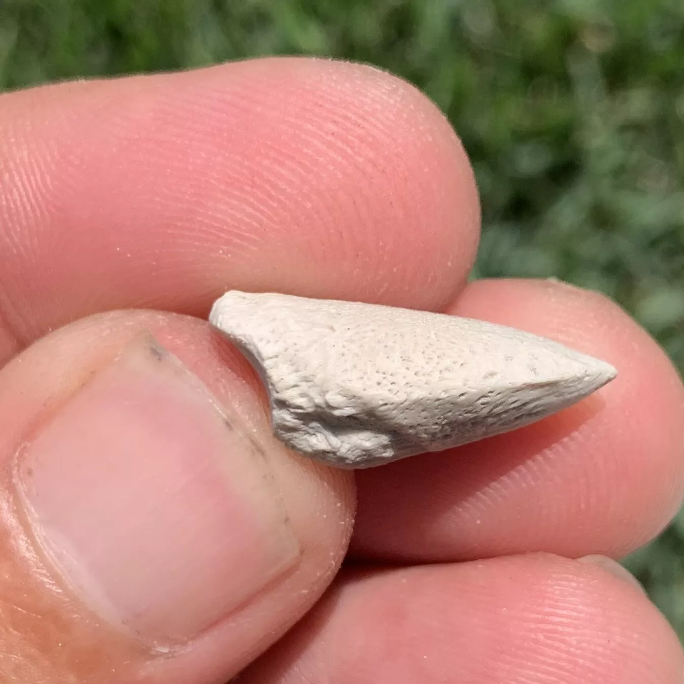 Tortoise Claw - White River Badlands