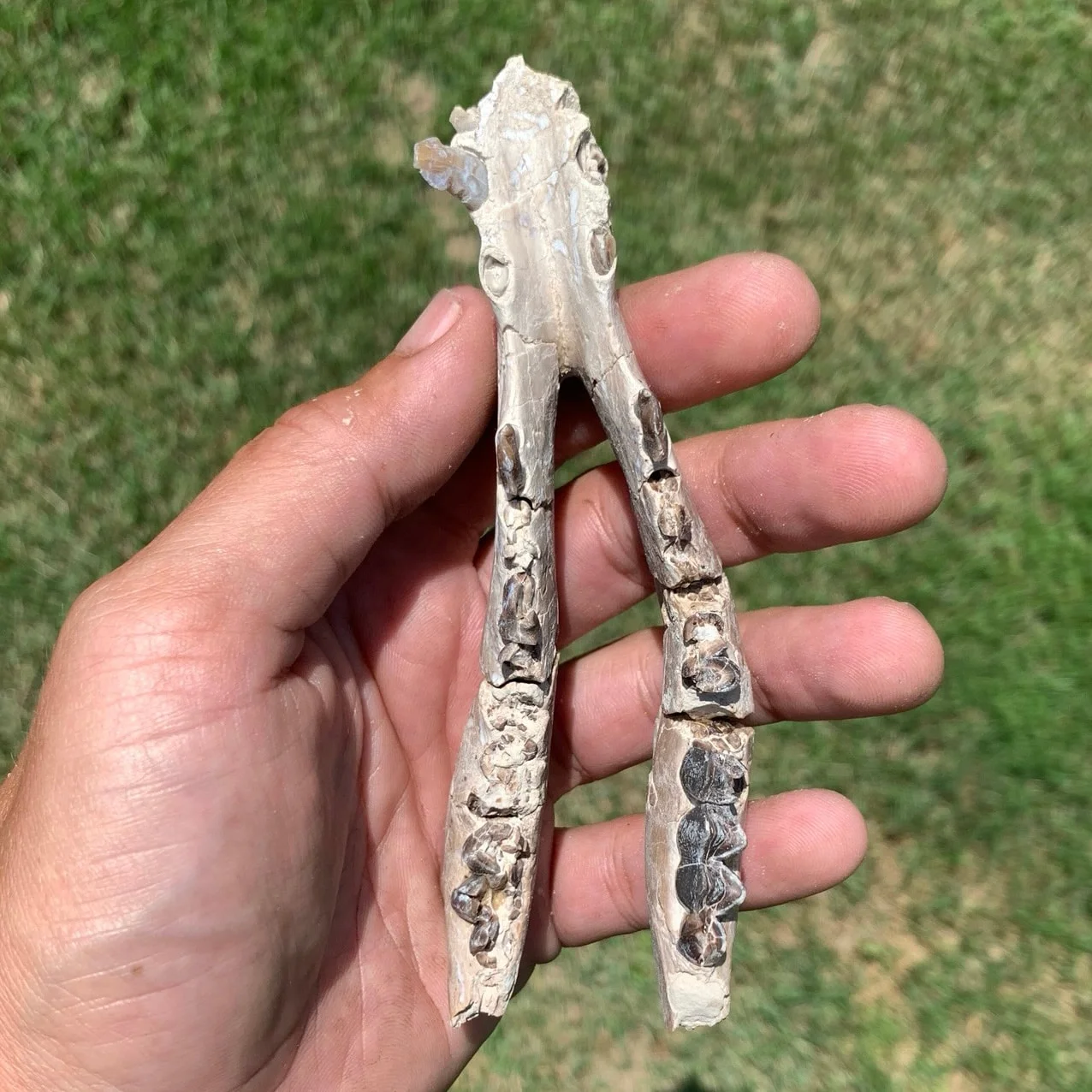 Nice camel jaw, Poebrotherium, Eocene, Chadron Formation Nebraska